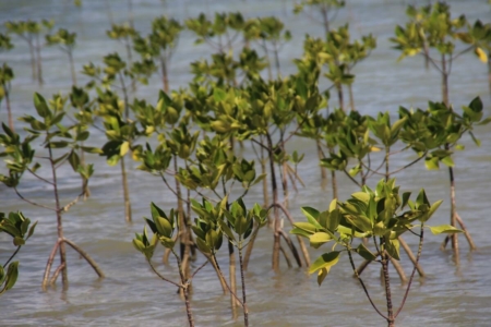 Penanaman Bibit Mangrove di Wilayah Pesisir